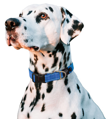 Rogz Utility Dog Collar: The Ultimate Safety and Style for Your Pup