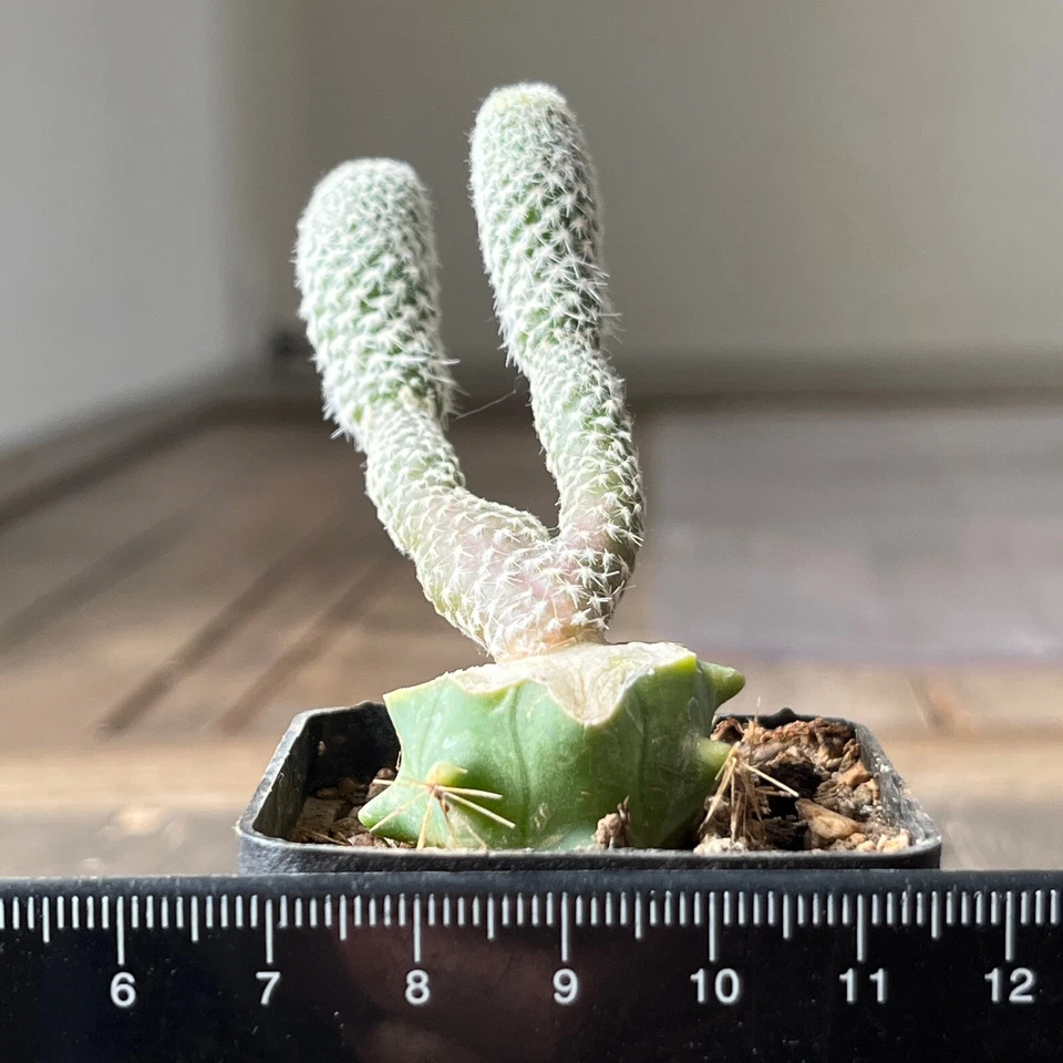 A7-205. Puna clavarioides blanco, injertado a fero Foto 3 de 3