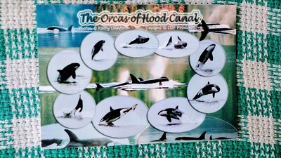 BEAUTIFUL POST CARD THE ORCAS OF HOOD CANAL WASHINGTON  PACIFIC NORTHWEST