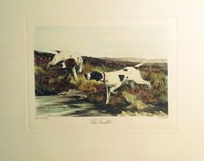 Stampa incisione calcografia acquarello cani Pointer cm 25,5x31,5
