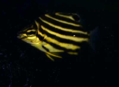 marine 47 saltwater fish