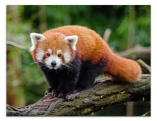 RED PANDA STANDING ON TREE Photo Art Poster 13x17" Premium Print