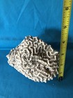 Brain Coral Natural Sea Life — photo 4