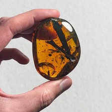 NEUROPTERA in Burmese / Burmite amber fossil / 100% genuine amber 