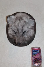 New Fox Head Mount Taxidermy Whitetail Deer Antler Mule Wolf Hunt