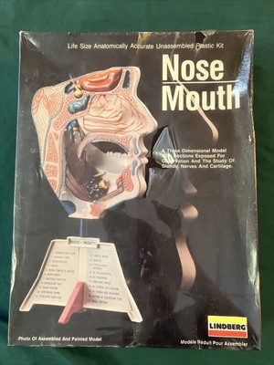 Lindberg Nose Mouth 3-D Plastic Model Kit Anatomically Accurate #71339 B6