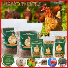 Bulk Dried Mealworms for Wild Birds Food Blue Bird Chickens Hen Treats Wholesale