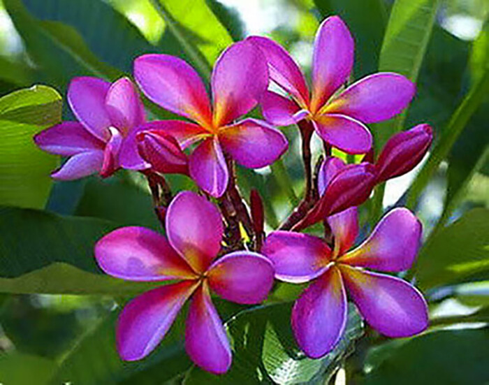 【258】plumeriaページ Okeechobee Pink Plumeria Introduced by Florida Colors Nursery