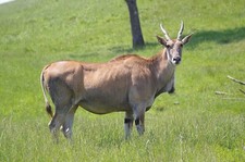 Eland Taxidermy Reference Photo Cd