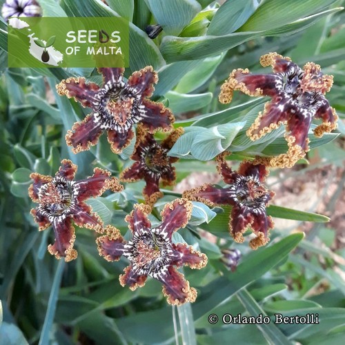 Ferraria crispa, F. undulata, Starfish lily, Starfish iris, 20-100 fresh seeds - Picture 2 of 12