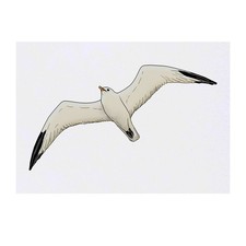 'Flying Seagull' Temporary Tattoos / Transfers TO00043218 
