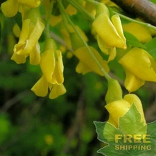 SIBERIAN PEA TREE Caragana Arborescens - 20 SEEDS. FREE S&H