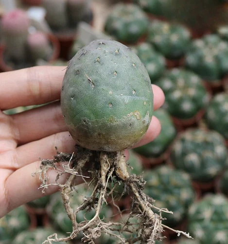 Multi-Head Tephrocactus geometricus Cactus Succulent Plant beautiful Plant - Picture 7 of 10