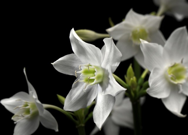 Wall Mural Wallpaper For Bedroom Feature Wall Lilies White Flowers Black Art