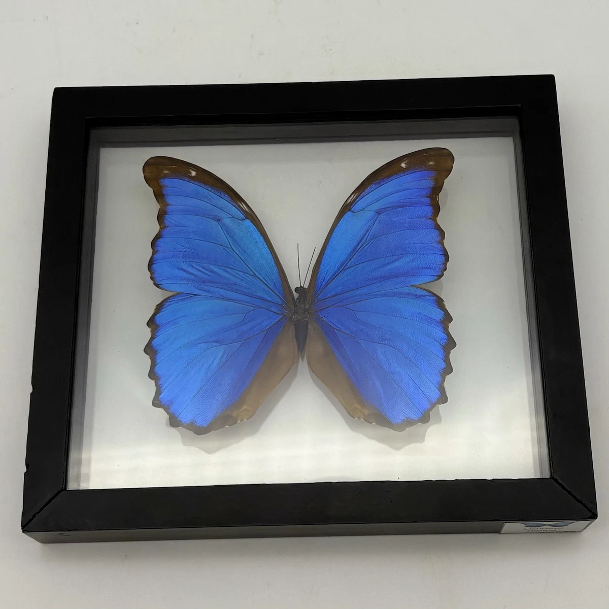 Morpho for sale | eBay