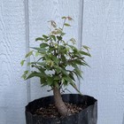 Zelkova (grey Bark Elm) Big Fat Broom Style Pre Bonsai Stock - Tree #7 — photo 5