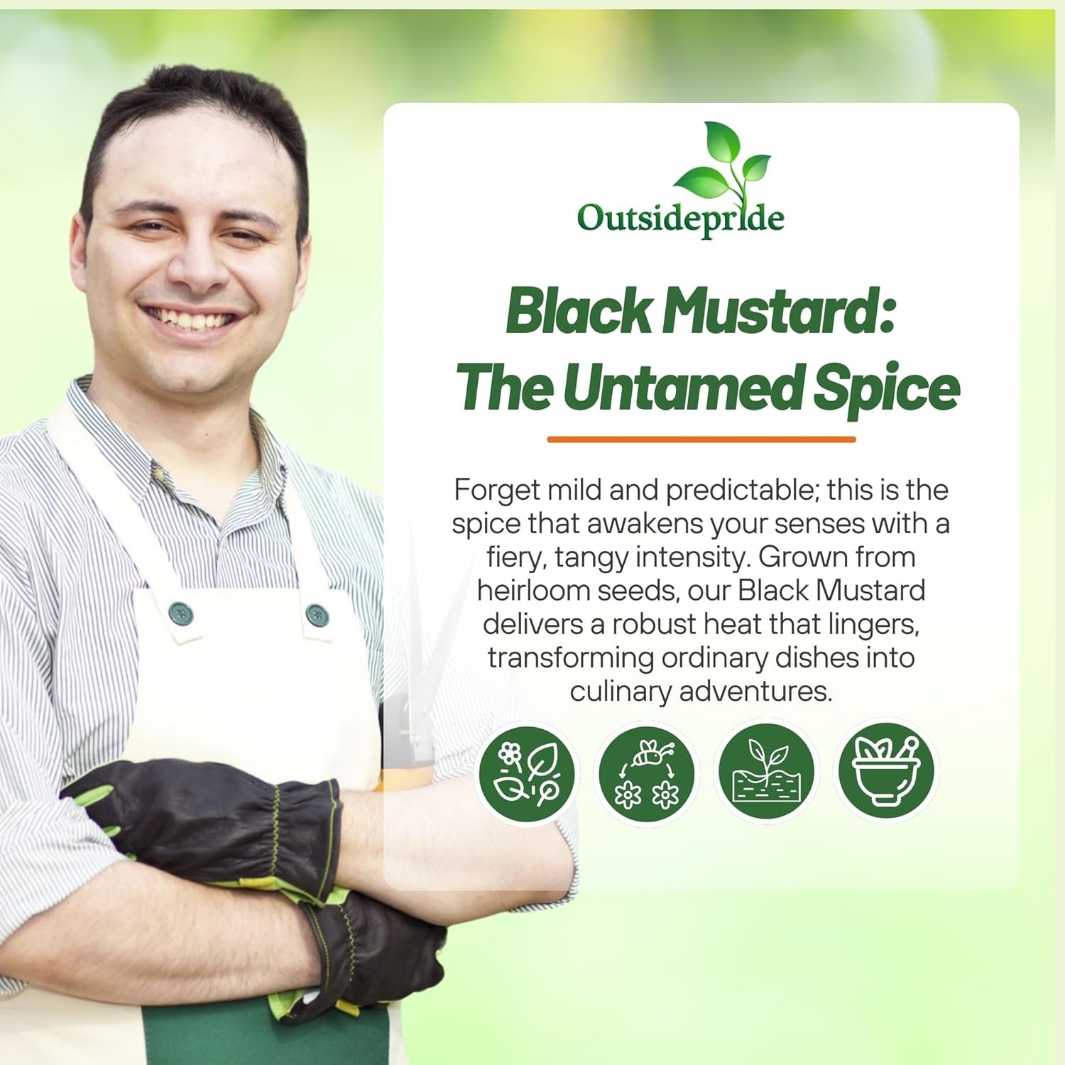 10000 Seeds Brassica Nigra Black Mustard Herb Seeds For Sprouting & Microgreens