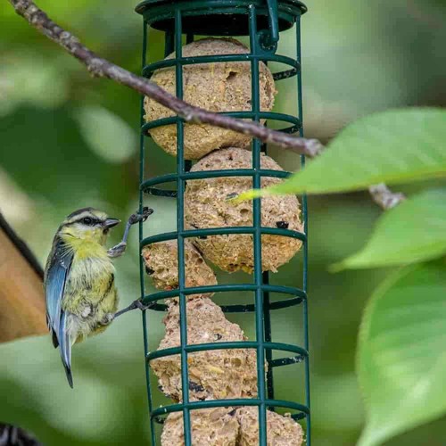 Meisenknödel Premium mit Insekten 100 x ca.90 Gramm ohne Netz 4 Jahreszeiten - Bild 2 von 3