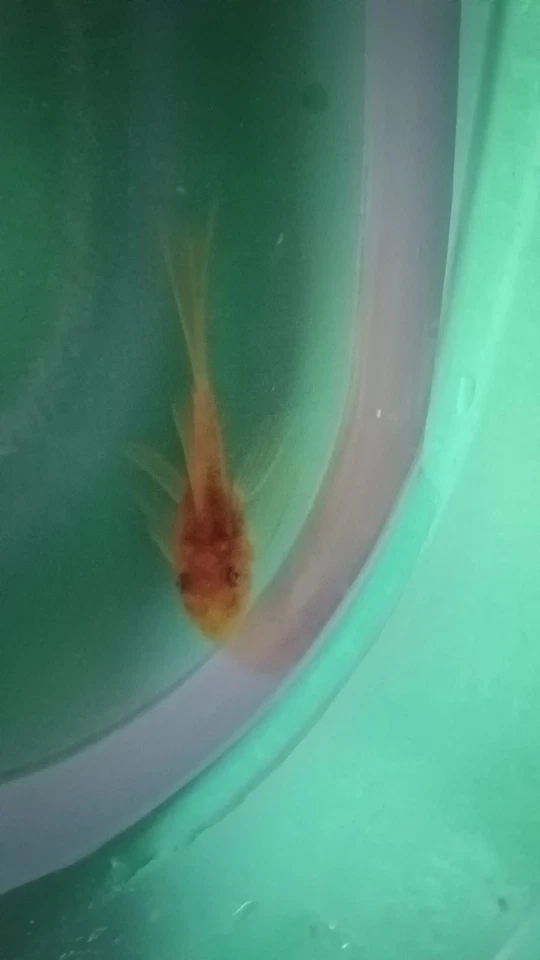 10 High red calico Ancistrus Plecos. 1” 6 Long fins, 4 short fins - Image 2 of 3