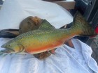 Awesome beautiful 20 inch Rainbow Trout Taxidermy Fish Mount