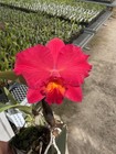 DO  Select - (Slc. Velvet Rubies x Circle of Life), mini-Cattleya, Orchid, RED! — photo 3