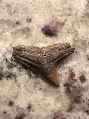 Bull SHARK TOOTH