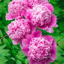 1 Mons Jules Elie Double Peony Live Perennial Rose Pink Flower Root Bulb Plant  