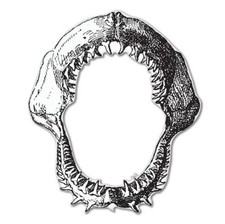 Shark Jaws Car Vinyl Sticker - SELECT SIZE