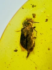 Fossil amber Insect burmite Burmese Cretaceous Beetle Insect Myanmar