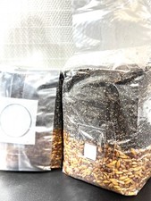 Magical 2lb All in One Mushroom Grow kit Pack of 2