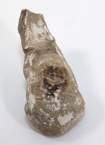 Brachiopode, Uncites gryphus, Devon, Bergisch Gladbach, Paffrath, Repubblica Federale Tedesca - f937 - Foto 5 di 7