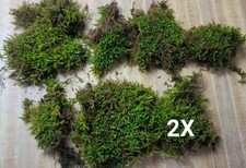 2 Quart Spoon-leaved Bryoandersonia Live Moss Terrarium Vivarium Fairy Garden