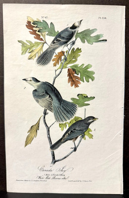 Audubon Octavo 1st Edition  Bird Art - CANADA JAY (pair w/young),  c1840's