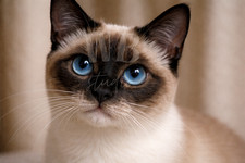 Photo Digital Product Wallpaper Image Picture Background for a print. A Cat - 5.