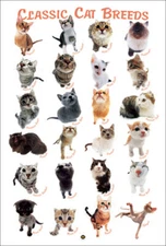 CLASSIC CAT BREEDS 24 Cute Fuzzy Feline Pets 24x36 POSTER (by Hana Deka Club)