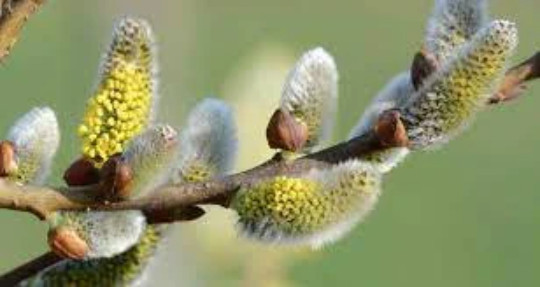 Salix caprea premium feuilles de Saule marsault sélectionnées pour herboristerie