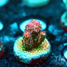 UC Dipping Dot Acropora - NOT WYSIWG | Live SPS Coral | Aquacultured