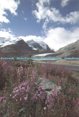 D053962 Kanada. Rocky Mountain Wildblumen mit dem Columbia Gletscher im Rücken