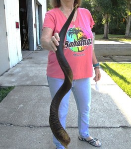 42 inch Natural South African Kudu horn to make shofar, taxidermy # 51918