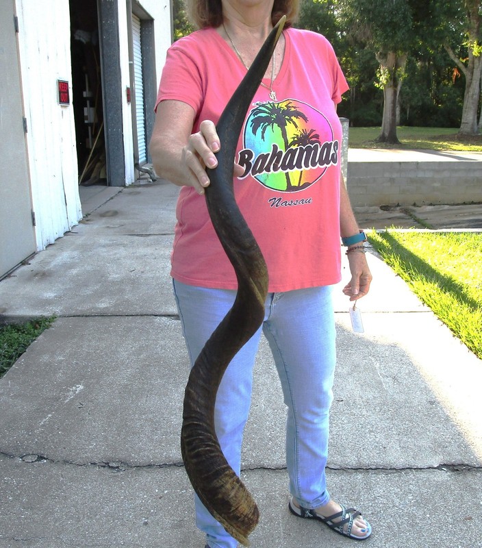 42 inch Natural South African Kudu horn to make shofar, taxidermy # 51918