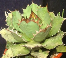 Agave Titanota Green hardy exotic succulent aloe rare rose plant seed 100 SEEDS 