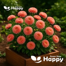 DWARF ASTER - THOUSAND WONDERS SALMON ROSE - 150 SEEDS - EXTRA COMPACT FLOWERS