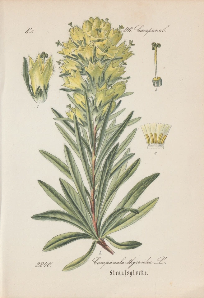 Strauß-Glockenblume (Campanula thyrsoides) Chromo-Lithographie von 1885 - Bild 1 von 1