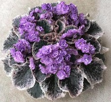 African Violet Leaves (2) Hunter's Kashmir (Stnd)
