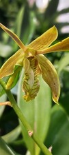 Orchid Dendrobium species Mad Happenings Plant