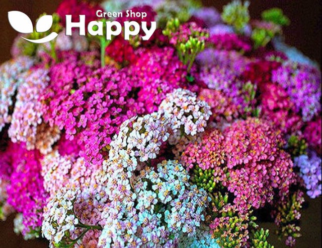Heirloom 1000 Seeds Achillea Millefolium Yarrow Sneezewort Paprika Mix Flower For Sale Online Ebay