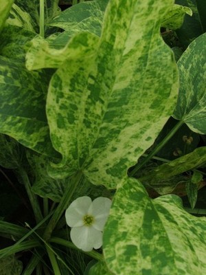 Marble Queen Sword Echinodorus Cordifolius Live Aquarium Plants BUY 2 GET 1 FREE