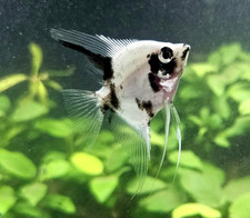 Panda Angelfish Live Freshwater Aquarium Tank Fish