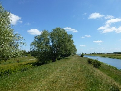 Foto A3 Willow and Ash Peakirk einige Bäume am erhöhten Ufer des Wel c2015
