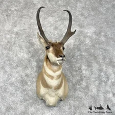 #28457 P | American Pronghorn Antelope Shoulder Taxidermy Mount